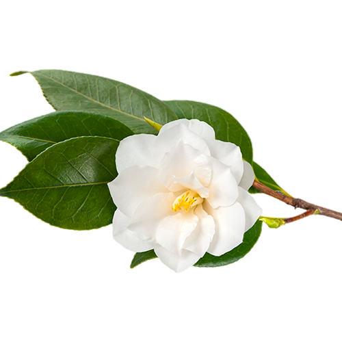 Camellia