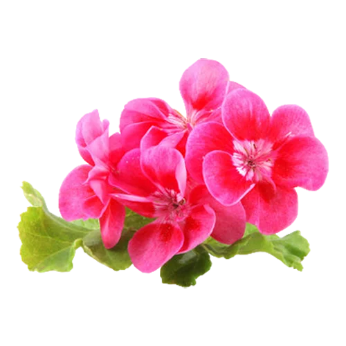 geranium